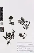 Dried, herbarium samples of Notheia held at Auckland War Memorial Museum