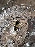 Notonecta insulata, Pennsylvania