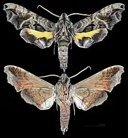 Nyceryx alophus