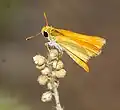 Oarisma aurantiaca, Arizona