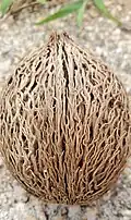 Fruit husk. Dededo, Guam