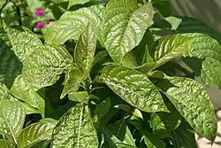 Leaves