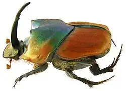 Onthophagus pactolus male