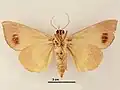 Male, ventral view