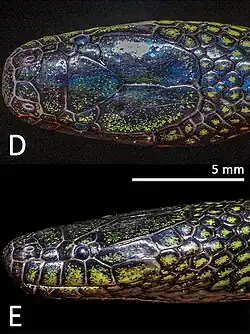 Female head