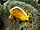 Photo of species