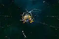 Orbweb spider (Araneidae)