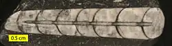 Silurian Orthoceras fossil