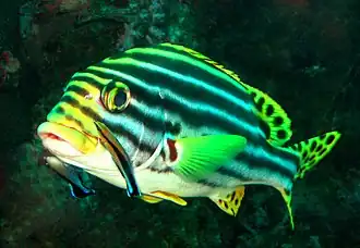 Image 2A brilliantly-coloured oriental sweetlips fish (Plectorhinchus vittatus) waits while two boldly-patterned cleaner wrasse (Labroides dimidiatus) pick parasites from its skin. The spotted tail and fin pattern of the sweetlips signals sexual maturity; the behaviour and pattern of the cleaner fish signal their availability for cleaning service, rather than as prey (from Animal coloration)