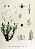 Orthotrichum pulchellum
