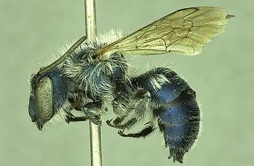 Male