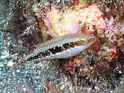 Juvenile