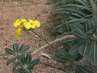 Inflorescence of P. rosulatum in the Conservatoire botanique national de Brest, France