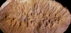 Another specimen of Palaeocampa