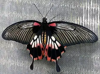 Female alcanor, Thailand