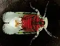 Paropioxys jucundus ventral view