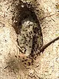 Oxytrigona tataira