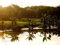 Lake plant