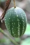 Unripe fruit