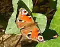 Peacock butterfly, Aglais io