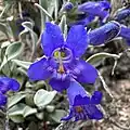 Flower of Penstemon dolius