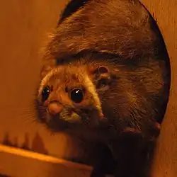 Brown squirrel