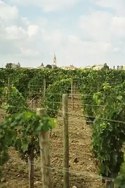 Petrus vineyards.