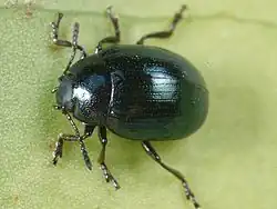 Phaedon cochleariae