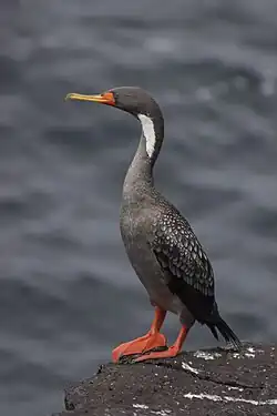 Poikilocarbo gaimardi (adult)