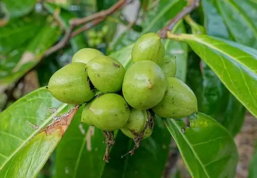 Immature fruit
