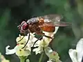 Female.Netherlands