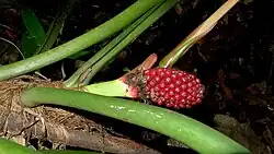 Fruit