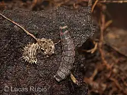 Larva.