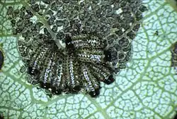 Phratora vitelliane larvae feeding on Populus tremula