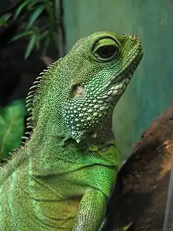 Detailed view of the head (Toronto Zoo)