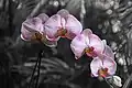 Flowers at Pinecrest Gardens, Miami, Florida.