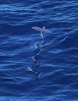 A flying fish soars above the water's surface.