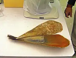 Pinna nobilis shell with byssus