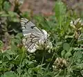 Dry-season form in Kullu District of Himachal Pradesh, India