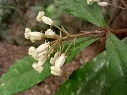 Hairy peduncle