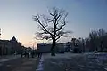 Black poplar called "baobab", 2008.