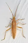 Stenodema trispinosum