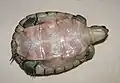 Plastron of T. decussata angusta