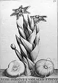 Flos indicus e violaceo fuscus radice tuberosa from Flora, seu de florum cultura (1646)