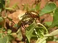 P. dejeani mating pair