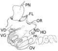 Reproductive system of Pleurobranchus areolatus by R. Tucker Abbott (1949).[2]