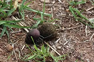the beetle continues rolling the ball with its hind legs