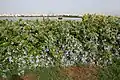 Flowering shrub growing along riverfront in Hyderabad
