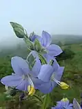 Wildflowers growing on the mountaintop of Raspberry Island