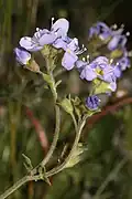 The inflorescence consists of 3—7 (exceptionally 9), 5–15 mm flowers.